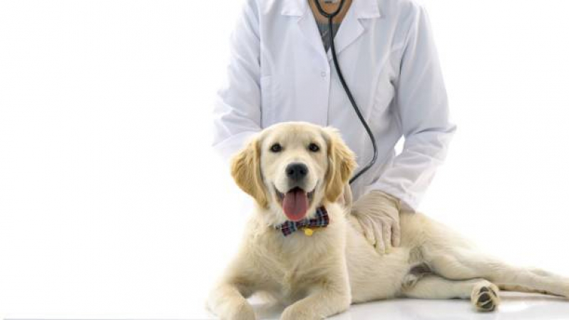Cardiologista para Animal Areal - Cardiologista Canino