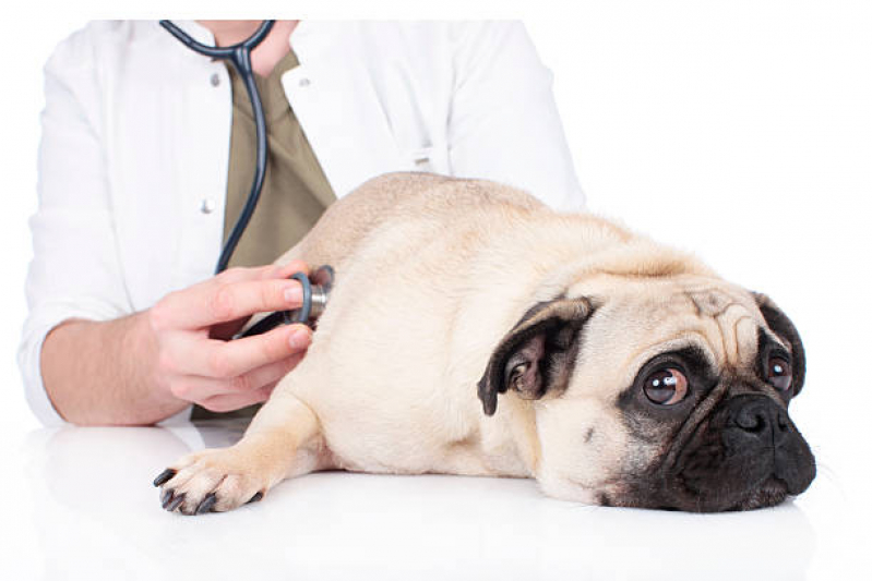 Cardiologista para Cachorro Marcar Paty do Alferes - Cardiologista Pet