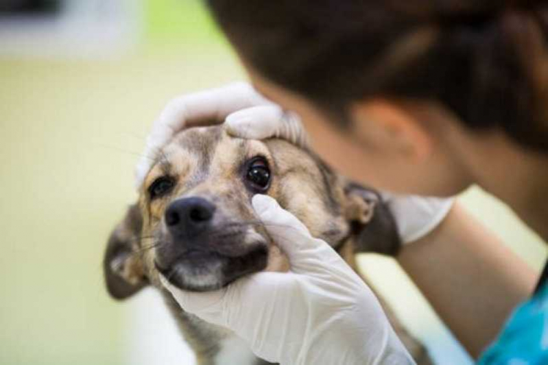 Centro Veterinário para Animais Doentes Endereço Queimados - Centro Veterinário Cinomose