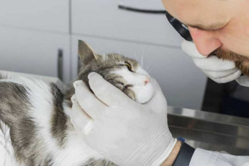 Centro Veterinário para Gatos Telefone Nilópolis - Centro Veterinário para Animais Doentes