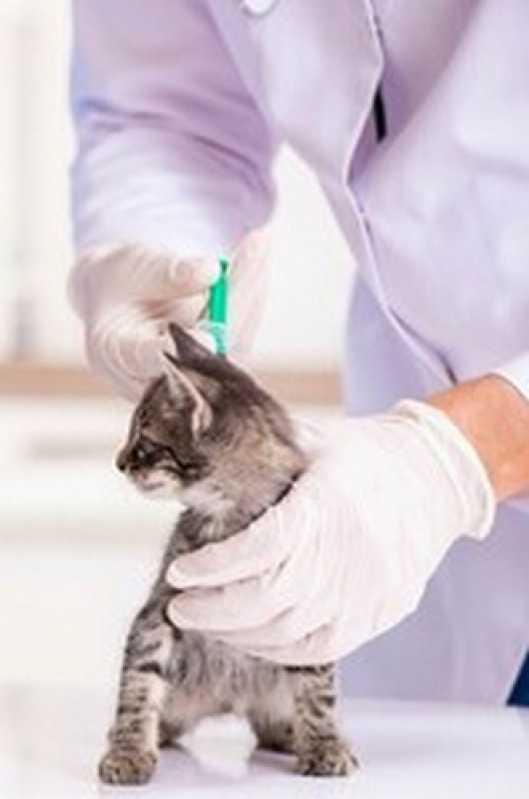 Citologia para Gatos Clínica Saquarema - Citologia para Animais Domésticos