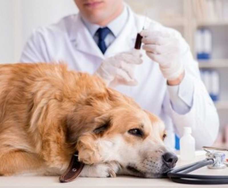Citologia para Pets Iguaba Grande - Citologia Veterinária Diagnóstica