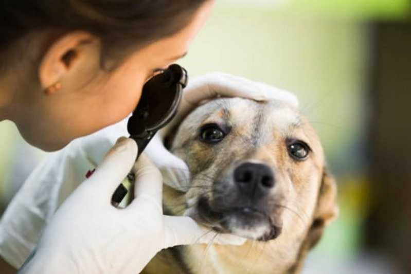 Clínica com Veterinário de Cães Paracambi - Veterinário Especializado em Oftalmologia