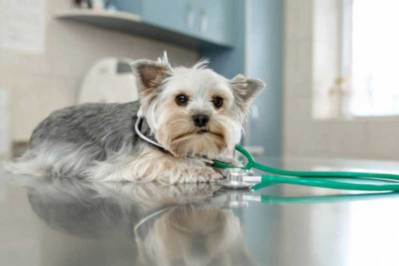 Clínica com Veterinário Ortopedista Sapucaia - Veterinário de Cães