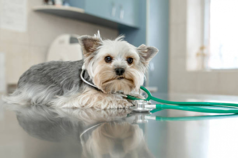 Clínica Especializada em Cardiologista para Cachorro Belford Roxo - Cardiologista Pet