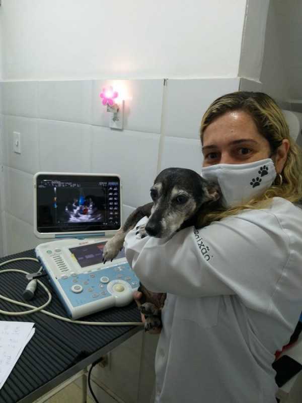 Clínica Especializada em Citologia para Cães Areal - Citologia Otológica Veterinária