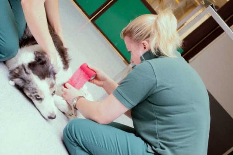 Clínica Especializada em Exame Clínico Veterinário Maricá - Exame Ecocardiograma para Cachorro