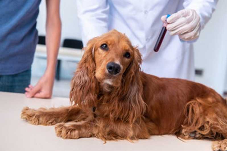 Clínica Especializada em Exame de Ecocardiograma para Animais Mendes - Exame de Urina para Animais