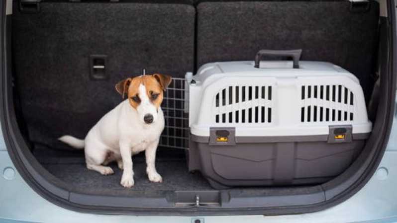 Clínica Especializada em Exame de Sangue para Cão e Gato Cabo Frio - Exames de Imagem em Pequenos Animais