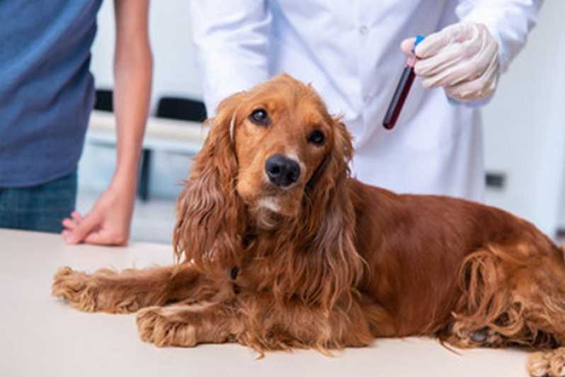Clínica Especializada em Exame de Urina para Animais São Gonçalo - Exames de Imagem em Pequenos Animais