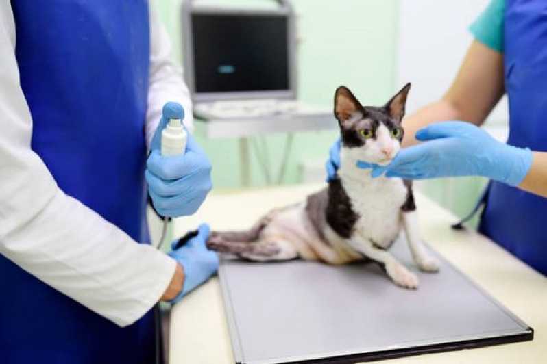 Clínica Especializada em Exame Ecocardiograma para Cachorro Iguaba Grande - Exame Bioquímico Veterinário