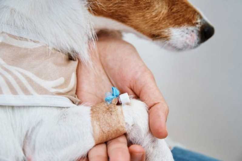 Clínica Especializada em Exame Veterinário Mesquita - Exame Hemograma Cachorro
