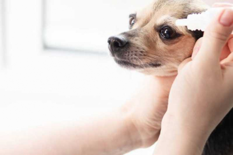 Clínica Especializada em Glaucoma Canina Petrópolis - Glaucoma Ocular em Cão