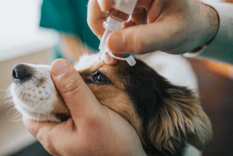 Clínica Especializada em Glaucoma Canino Tratamento Itatiaia - Glaucoma Ocular em Cão