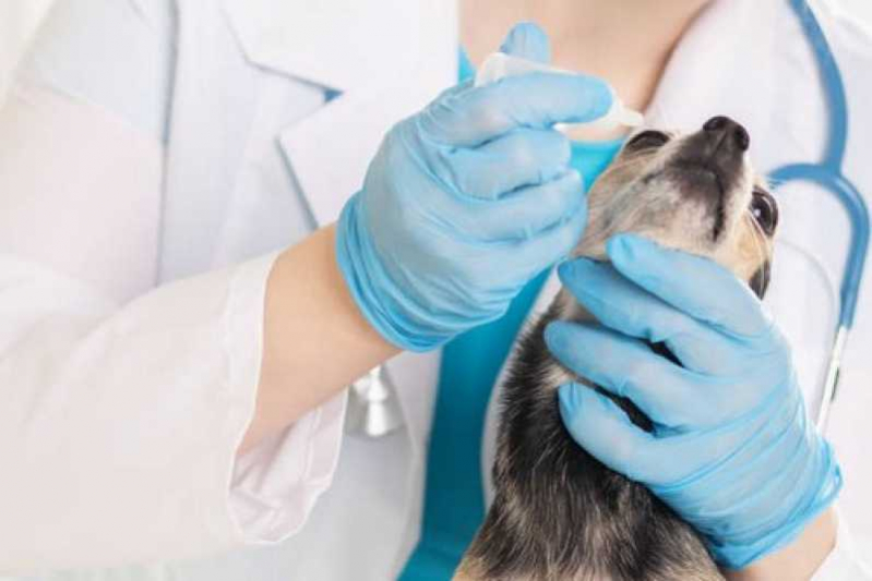 Clínica Especializada em Glaucoma Canino Itaguaí - Glaucoma em Cão