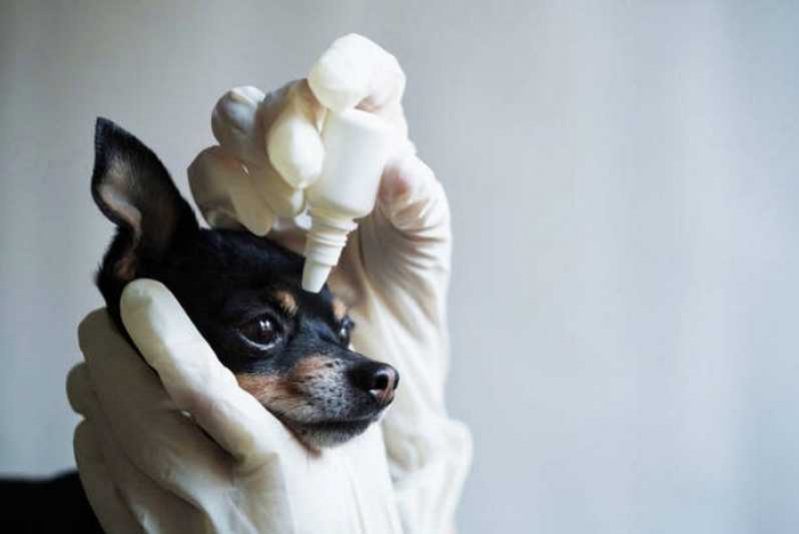 Clínica Especializada em Glaucoma de Cachorro Sumidouro - Glaucoma em Cão para Tratamento
