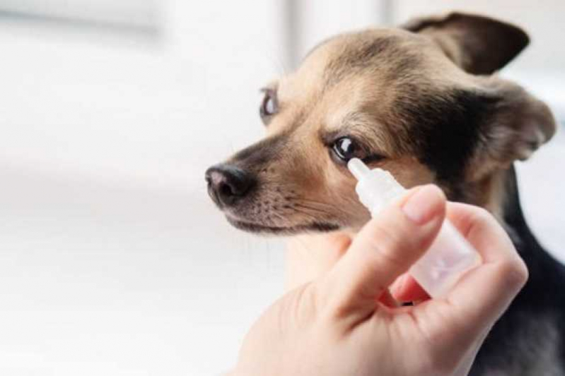 Clínica Especializada em Glaucoma em Cão para Tratamento Areal - Glaucoma de Cachorro