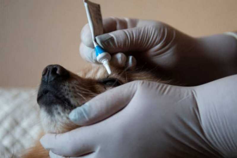 Clínica Especializada em Glaucoma Ocular em Cão Miguel Pereira - Glaucoma em Cão Tratamento