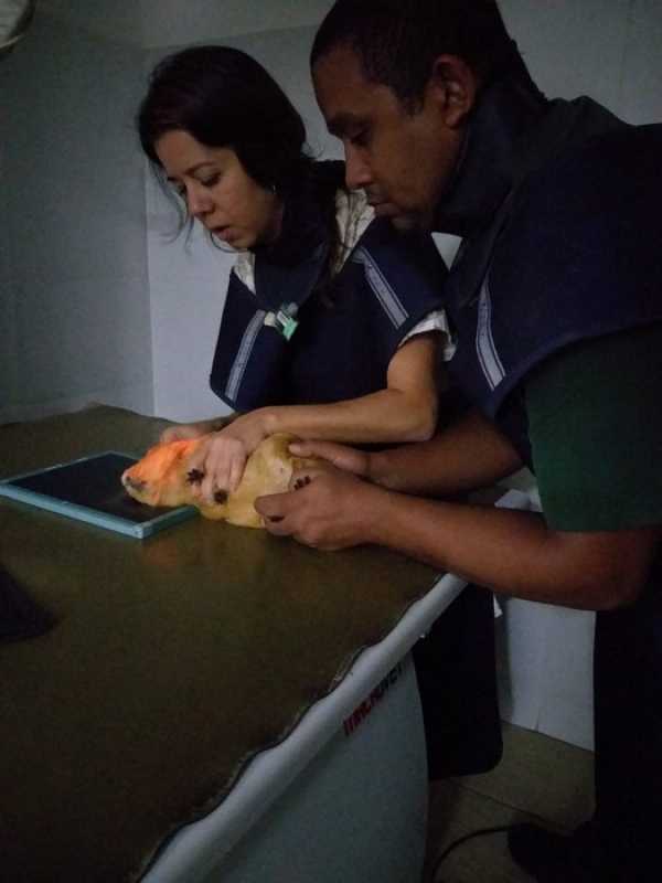 Clínica Especializada em Raio X de Animal Rio Bonito - Raio X Animais Silvestres