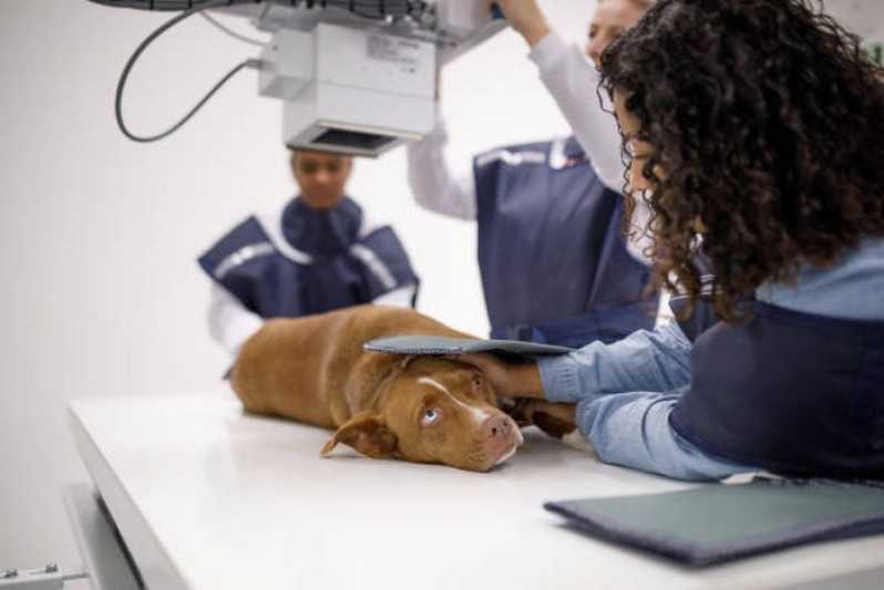 Clínica Especializada em Raio X de Cachorro Cardoso Moreira - Raio X para Cachorro