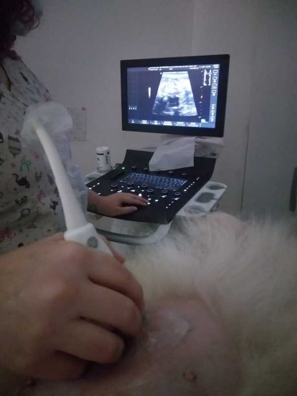 Clínica Especializada em Ultrassom Abdominal em Cachorro Quatis - Ultrassonografia Veterinária