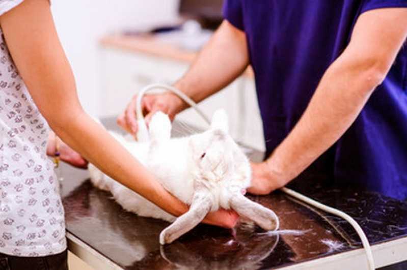 Clínica Especializada em Ultrassom para Animais Quatis - Ultrassom em Pet