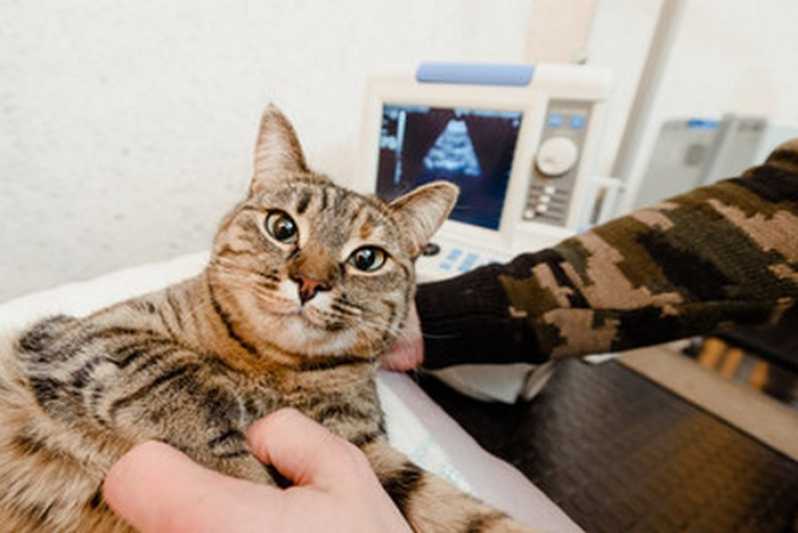 Clínica Especializada em Ultrassom Pet Barra Mansa - Ultrassom em Pequenos Animais