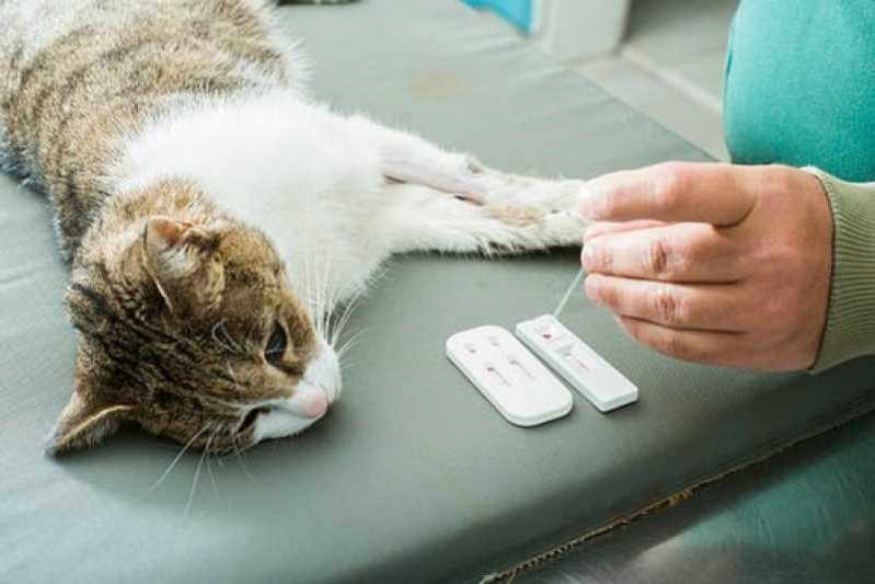 Clínica Veterinária Lesão Medular Contato Cantagalo - Clínica Veterinária para Gatos