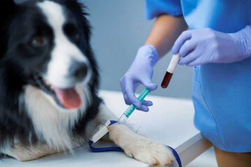 Clínica Veterinária para Cachorro Perto de Mim Rio de Janeiro - Clínica Veterinária para Células Tronco