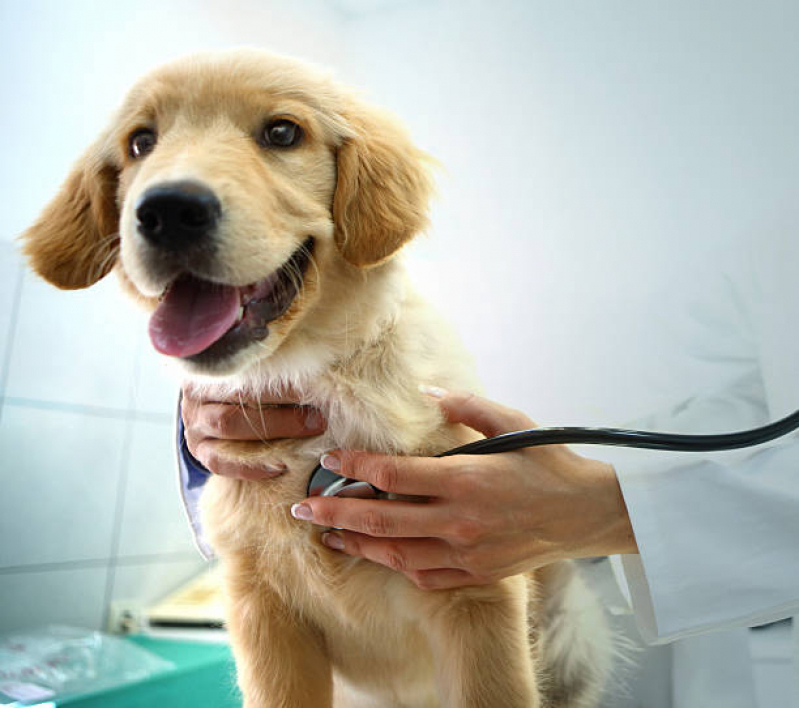 Clínica Veterinária para Cachorro Quissamã - Clínica Veterinária 24 Horas