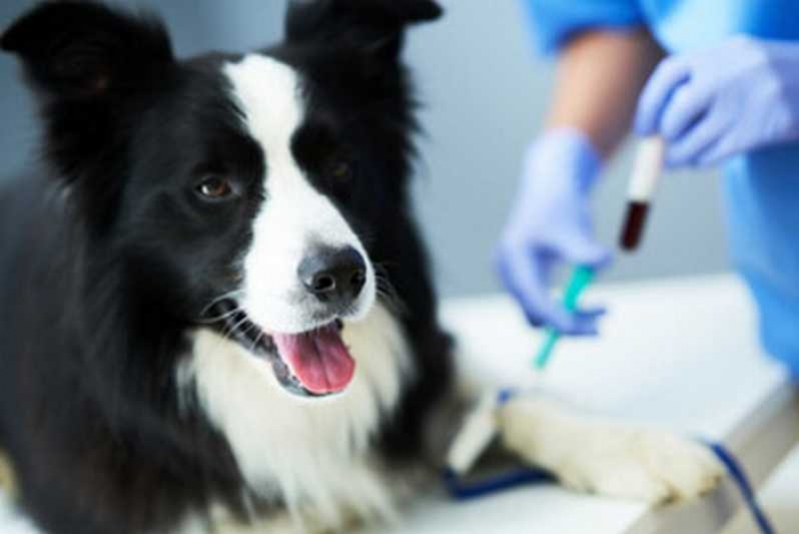 Consulta com Veterinário de Cachorro Italva - Veterinário Especializado em Oftalmologia