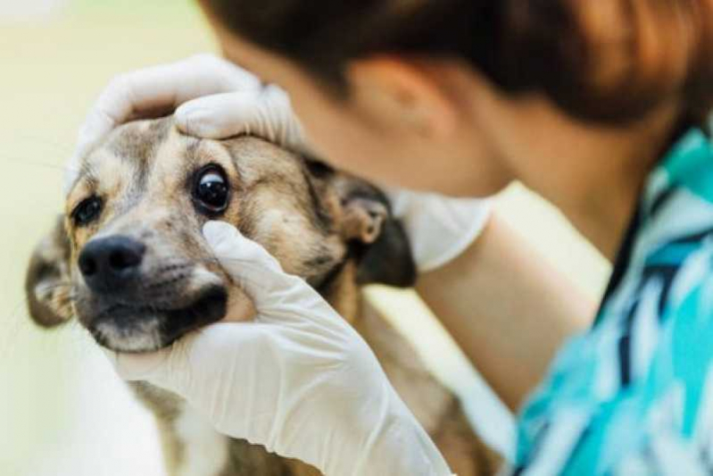 Consulta com Veterinário Especializado em Oftalmologia Nova Iguaçu - Veterinário de Cães