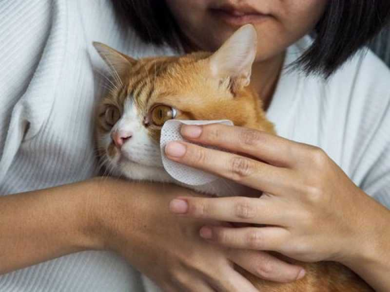Consulta Veterinária para Gatos Marcar Paracambi - Consulta Veterinária para Pet
