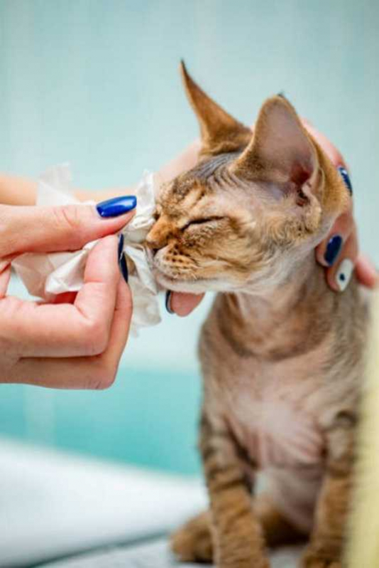 Endereço de Clínica Veterinária Células Tronco Magé - Clínica Veterinária para Gatos