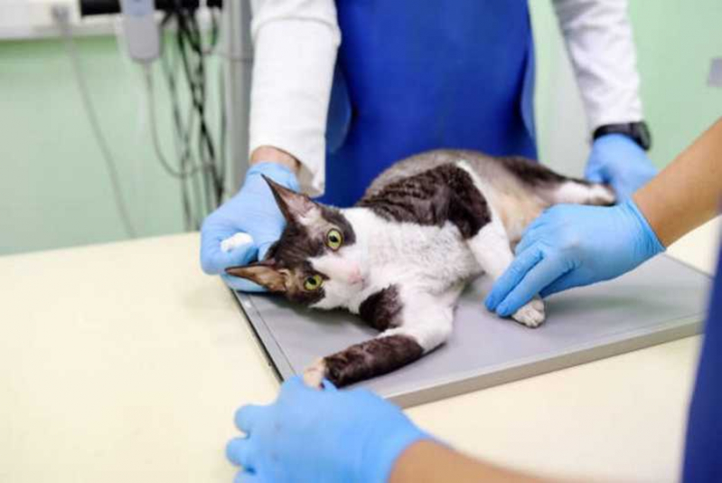 Endereço de Clínica Veterinária para Células Tronco Areal - Clínica Veterinária para Gatos