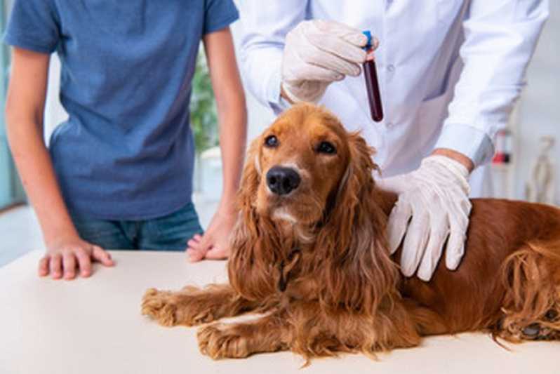Exame Animal Marcar Campos dos Goytacazes - Exame Hemograma Cachorro