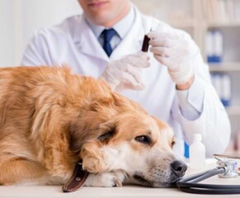 Exame Bioquímico Veterinário Nova Friburgo - Exame Hemograma Cachorro