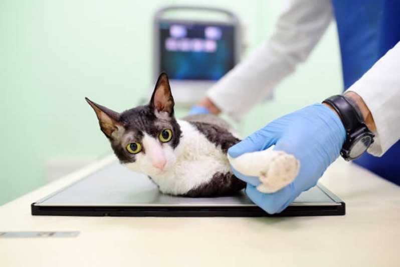 Exame de Eletrocardiograma para Animais Marcar Macaé - Exame de Sangue para Cão e Gato