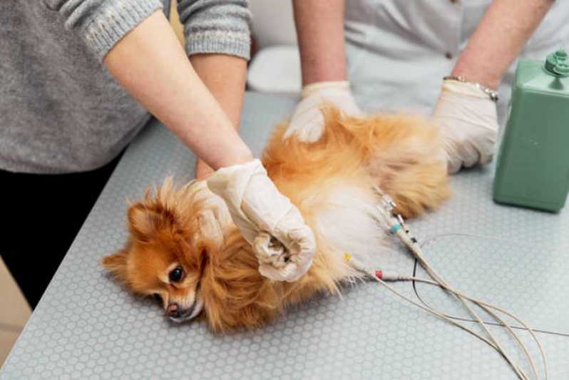 Exame de Eletrocardiograma para Animais Paty do Alferes - Exame de Sangue para Cão e Gato