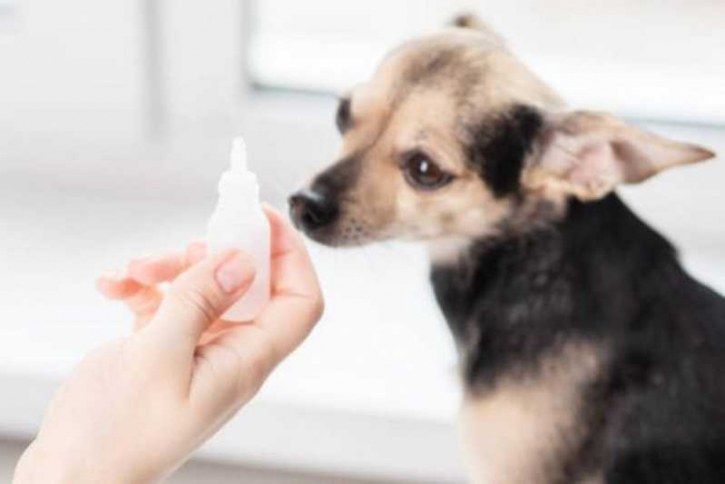 Exame de Glaucoma Canina Nova Friburgo - Glaucoma em Cão Tratamento