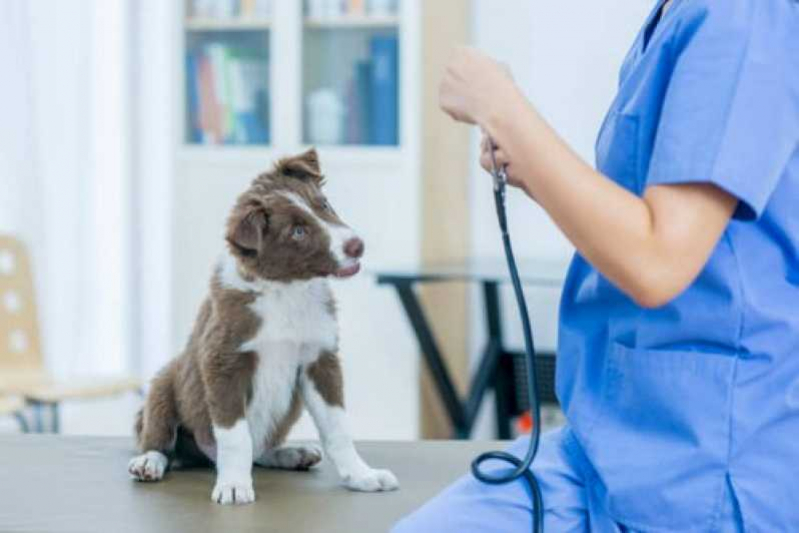 Exame de Glaucoma Canino Tratamento Areal - Glaucoma em Cão Tratamento