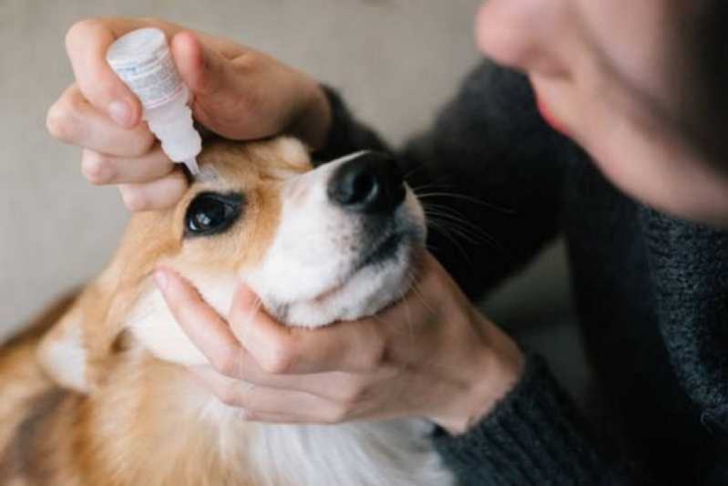 Exame de Glaucoma em Cachorro Tratamento Quatis - Glaucoma em Cão Tratamento