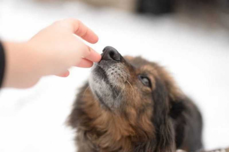 Exame de Glaucoma em Cão para Tratamento Sumidouro - Glaucoma Canina