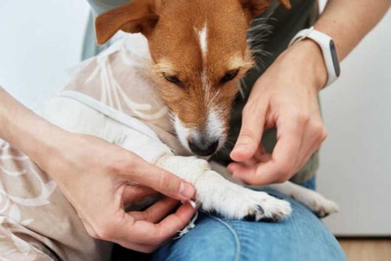 Exame de Sangue Veterinário Marcar Arraial do Cabo - Exame Ecocardiograma para Cachorro