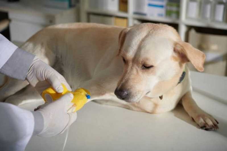 Exame de Sangue Veterinário Vassouras - Exame Hemograma Cachorro