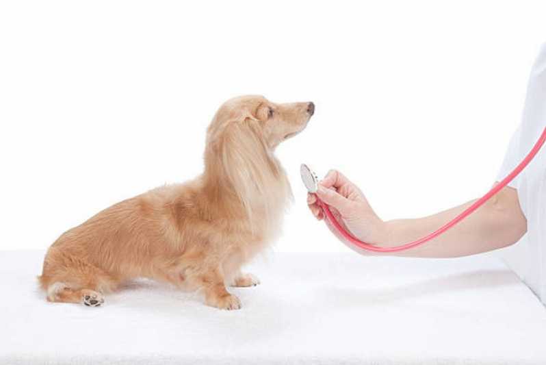 Exame Ecocardiograma para Cachorro Marcar Quatis - Exame Clínico Veterinário
