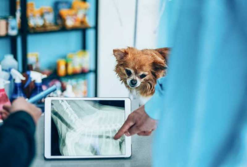 Exame Ecocardiograma para Cachorro Itatiaia - Exame Veterinário