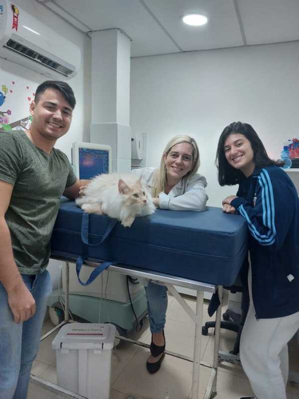 Exame Hemograma Cachorro Rio de Janeiro - Exame de Fezes Veterinária
