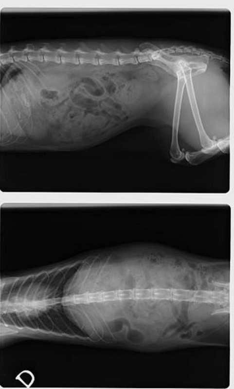 Exame Ultrassom Veterinário Marcar Carapebus - Exame Hemograma Cachorro