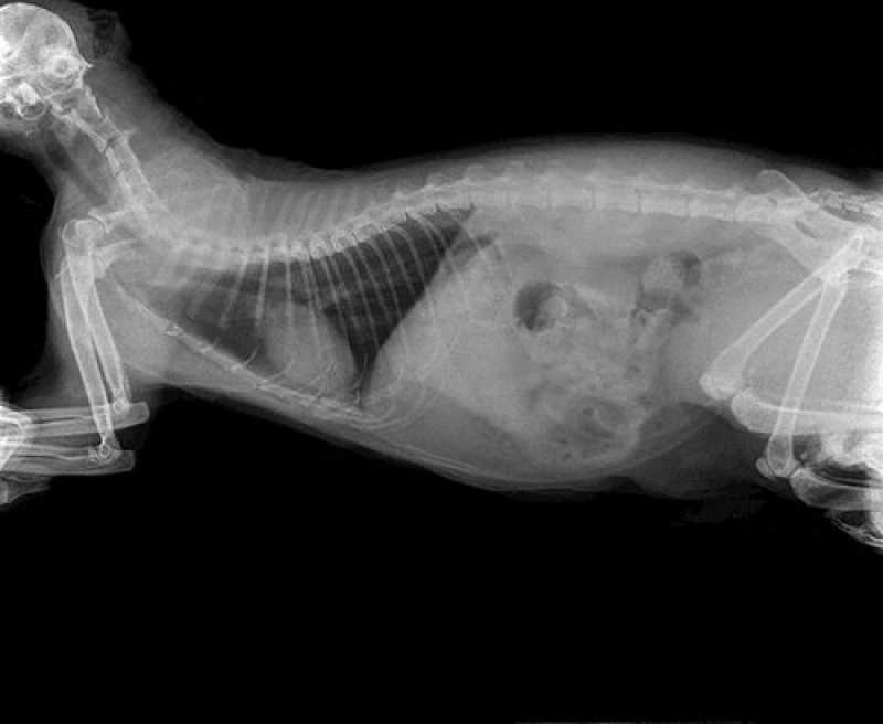 Exames de Imagem em Animais Silvestres Cantagalo - Exame de Sangue para Cão e Gato